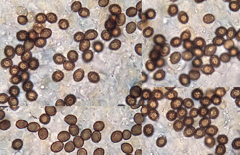 Cortinarius pelerinii